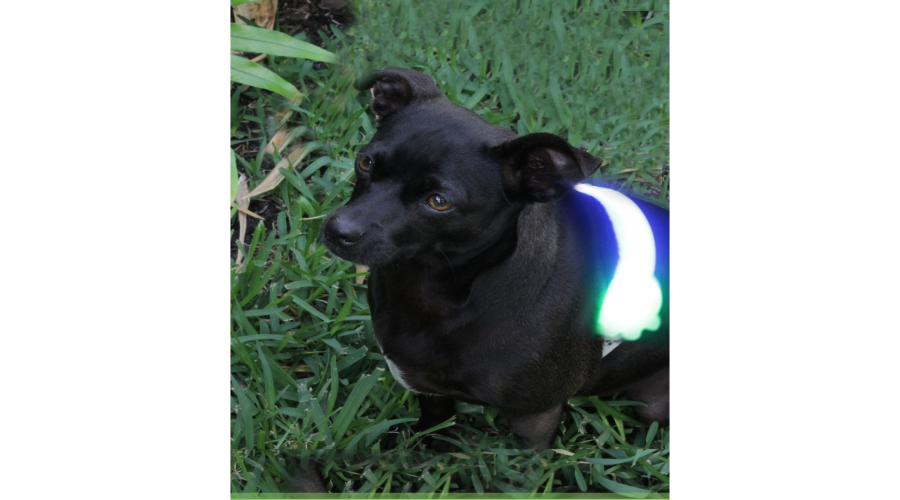 K-9ite Safety Light 